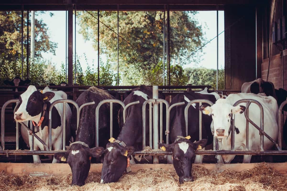 Dairy Cow Feeding System