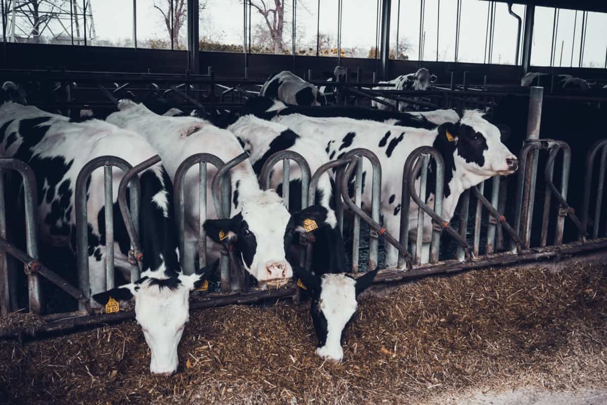 Dairy Farming Indoor