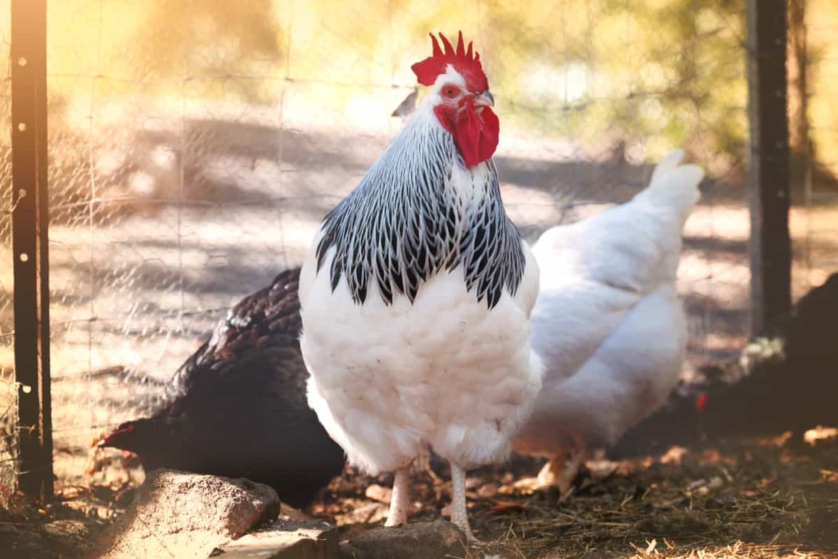 Delaware Chicken Farming