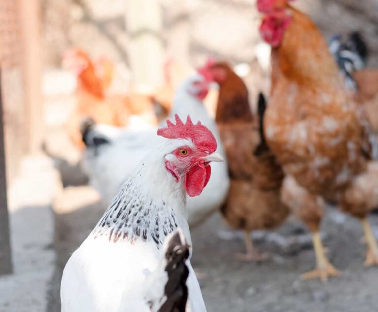 Mastering the Art of Delaware Chicken Farming: Essentials for Healthy Backyard Flocks