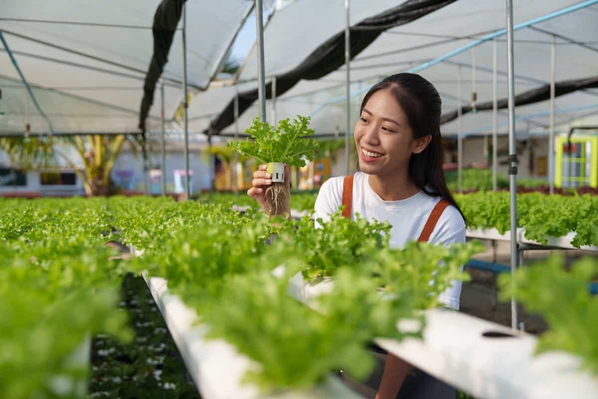 growing organic in hydroponics farm