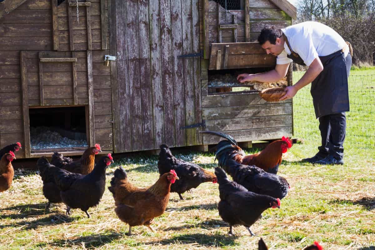 collecting the eggs from a chicken coop
