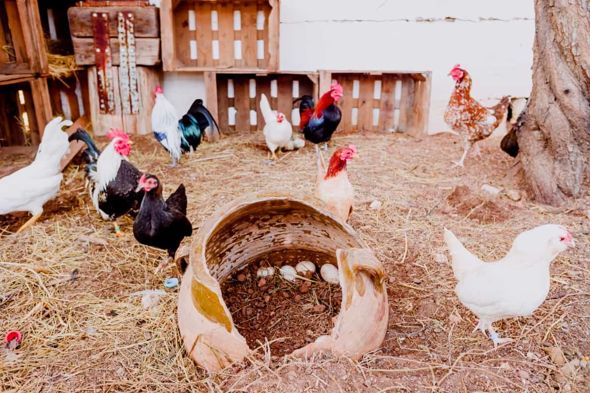 Roosters and chickens on the floor of a chicken coop in a farm with straw soil