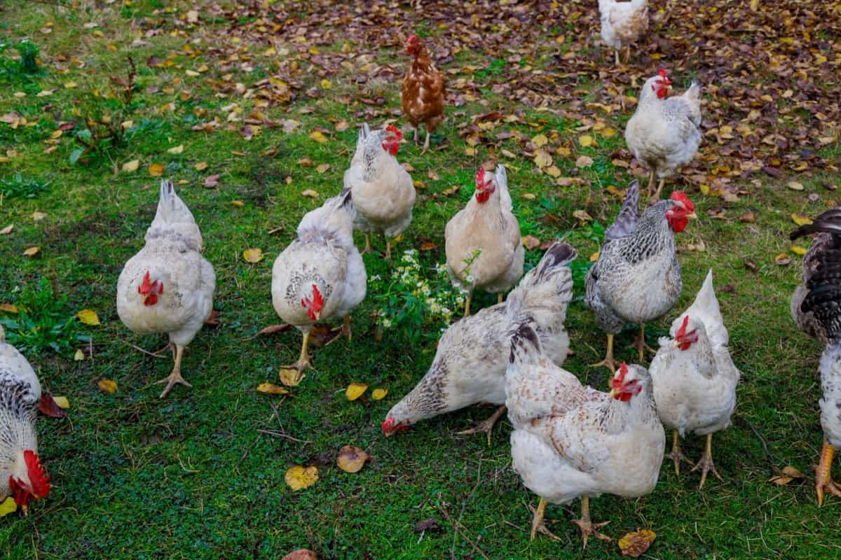 Disease Management for Backyard Poultry6