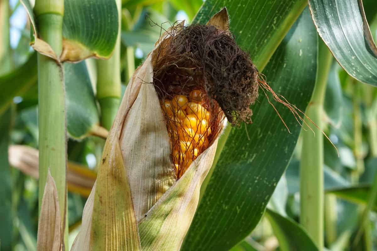 Pest and Disease Management in Maize