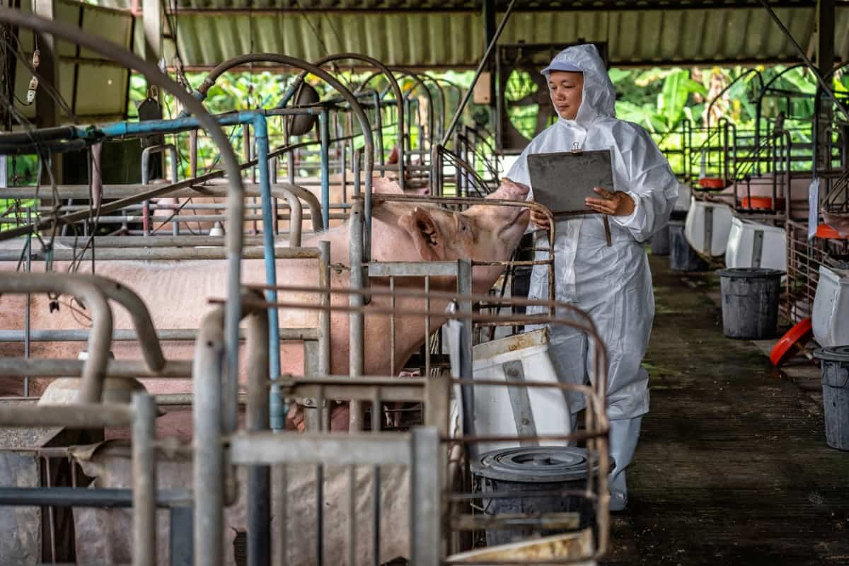 Disease Prevention and Management in Commercial Pig Farms