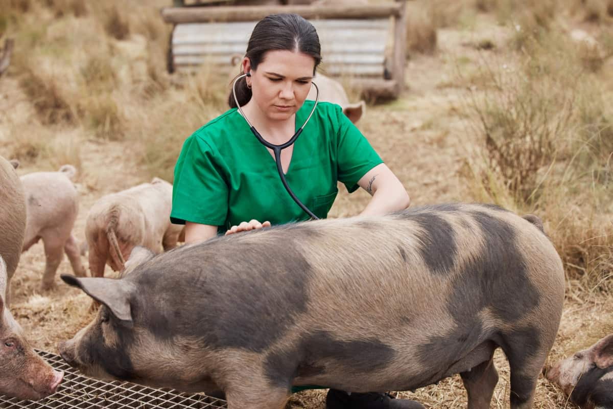 Veterinarian Treating Pig