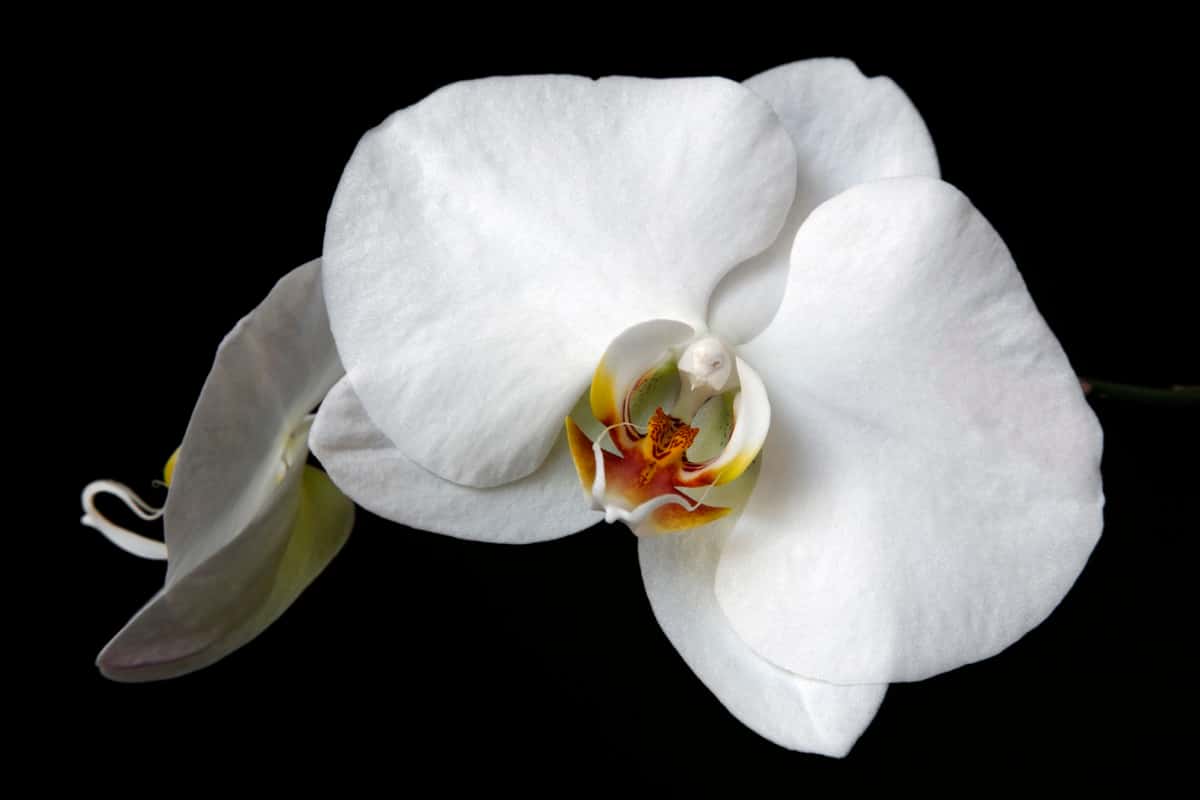 Doritaenopsis White Flower