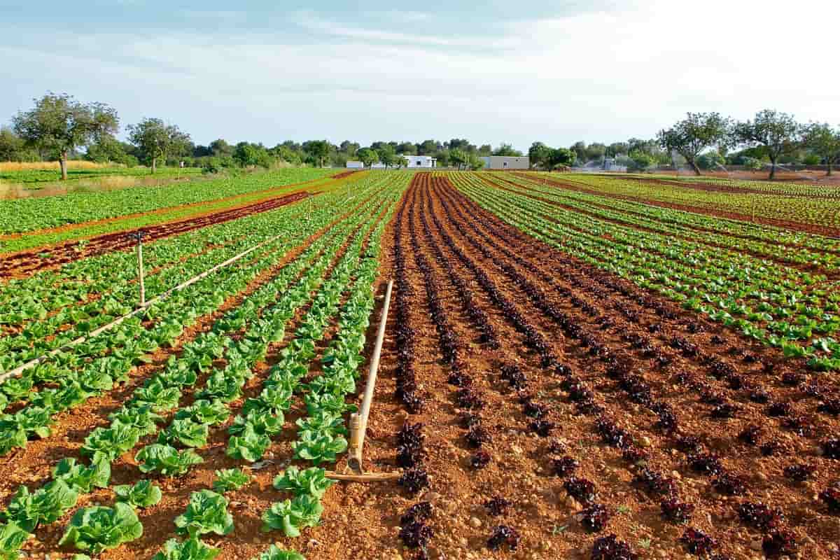 Drip Irrigation in Lettuce Farming