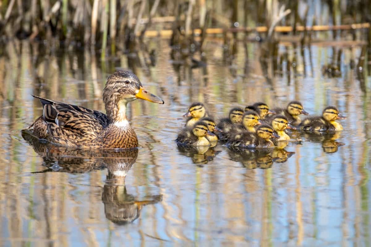 Duck Rearing in Polythene Ponds
