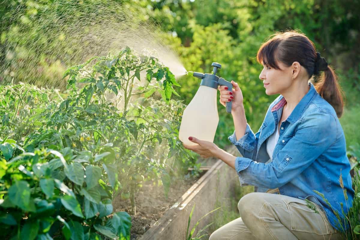 spraying water on tomato plants in garden