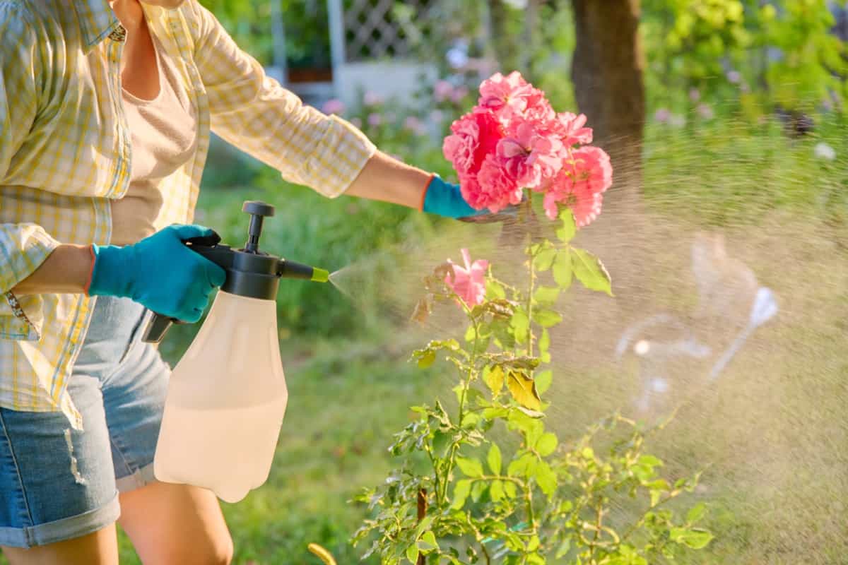 spraying pesticides on rose bushes