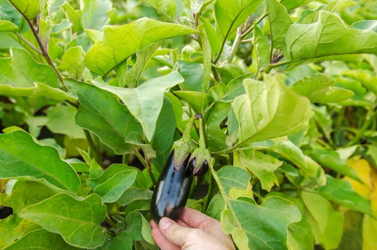 ripe eggplants in the field