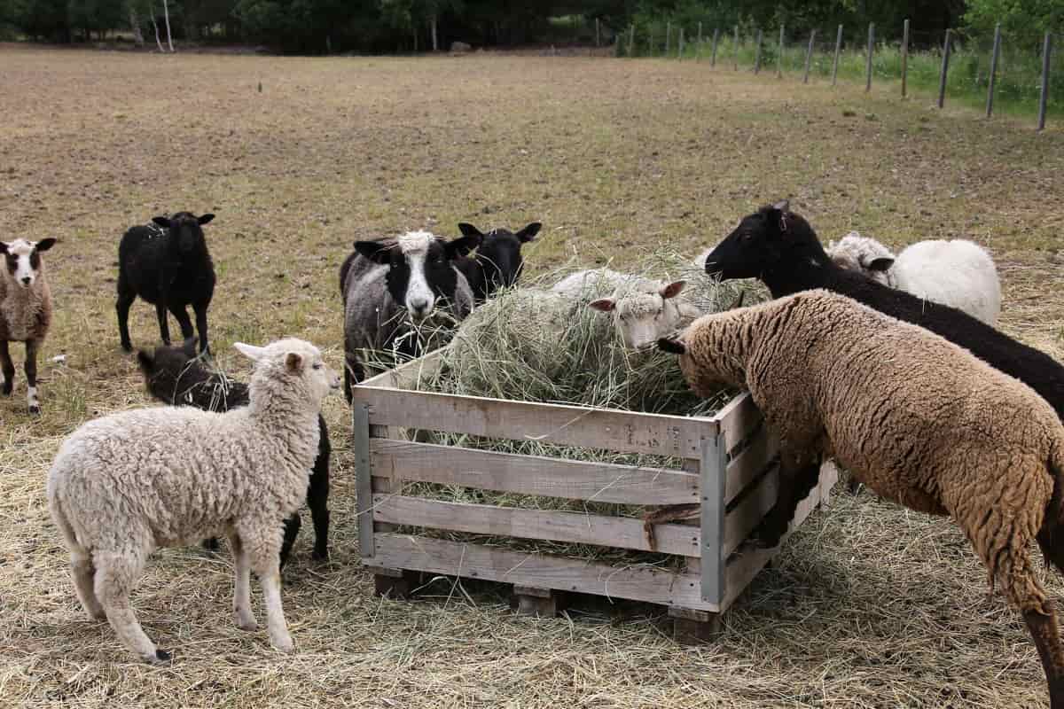 Sheep Feeding Arrangement