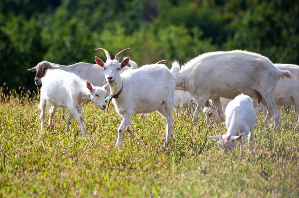 Feed Management of Sheep and Goats