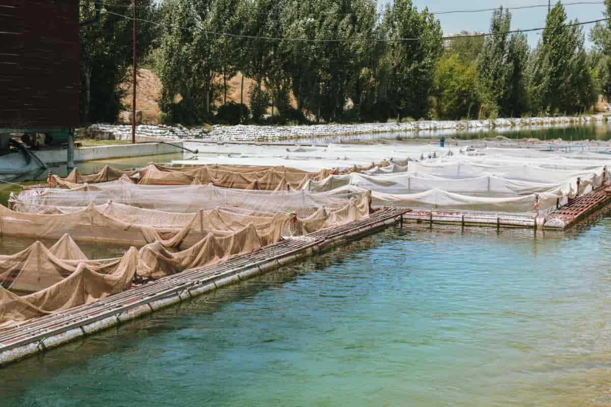 Cages for Fish Farming