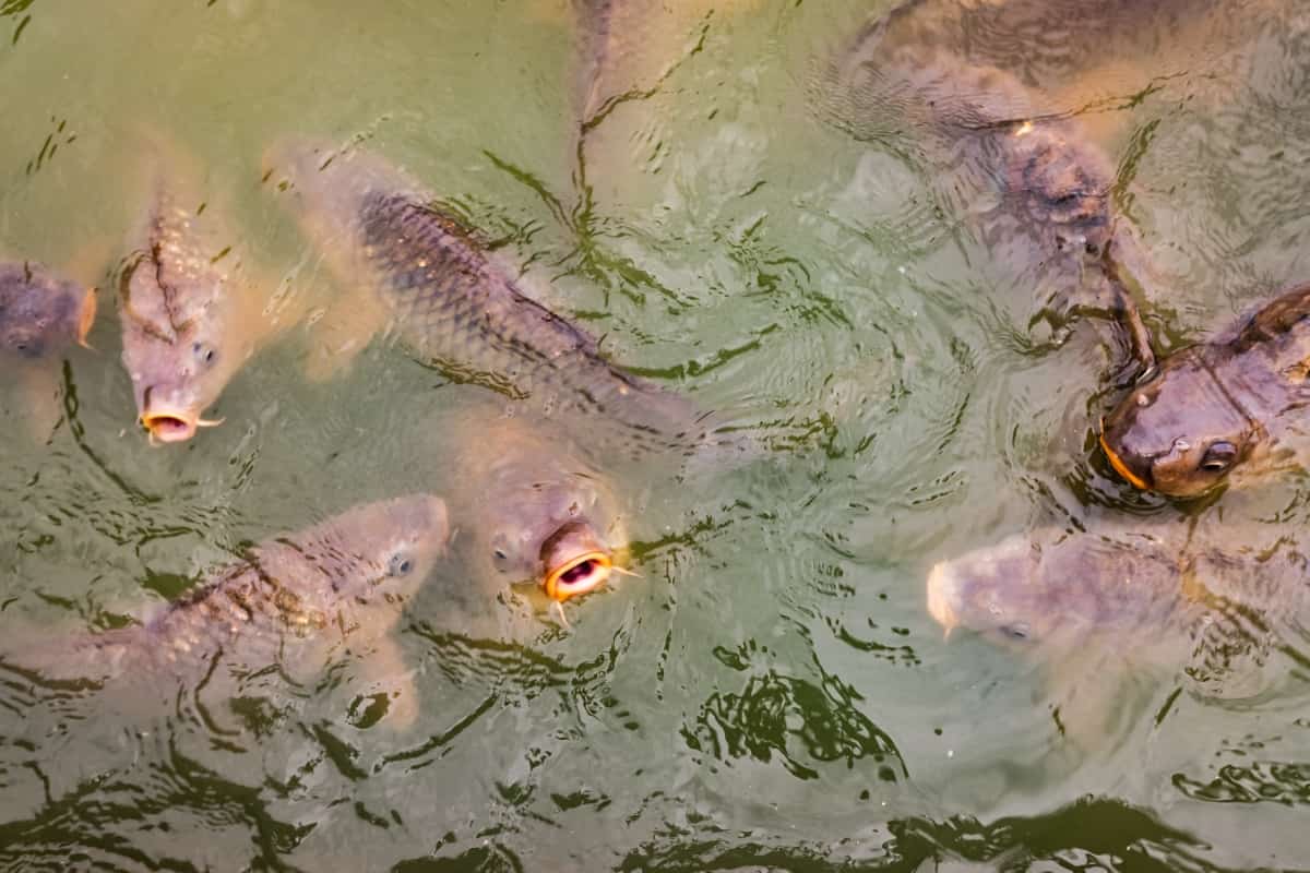 Carps in A Pond