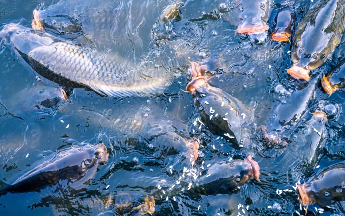 Fish Playing on Surface of Water