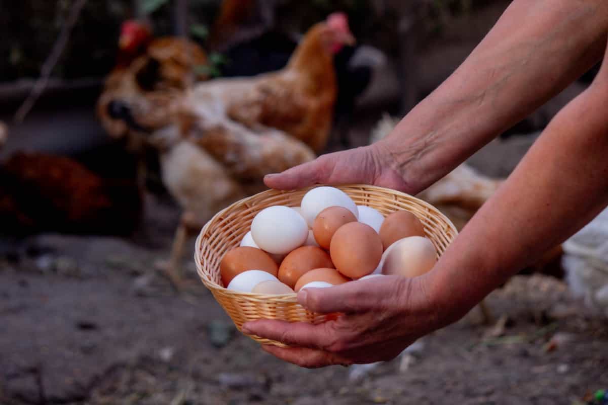 Free-Range Chicken Farming Business Plan