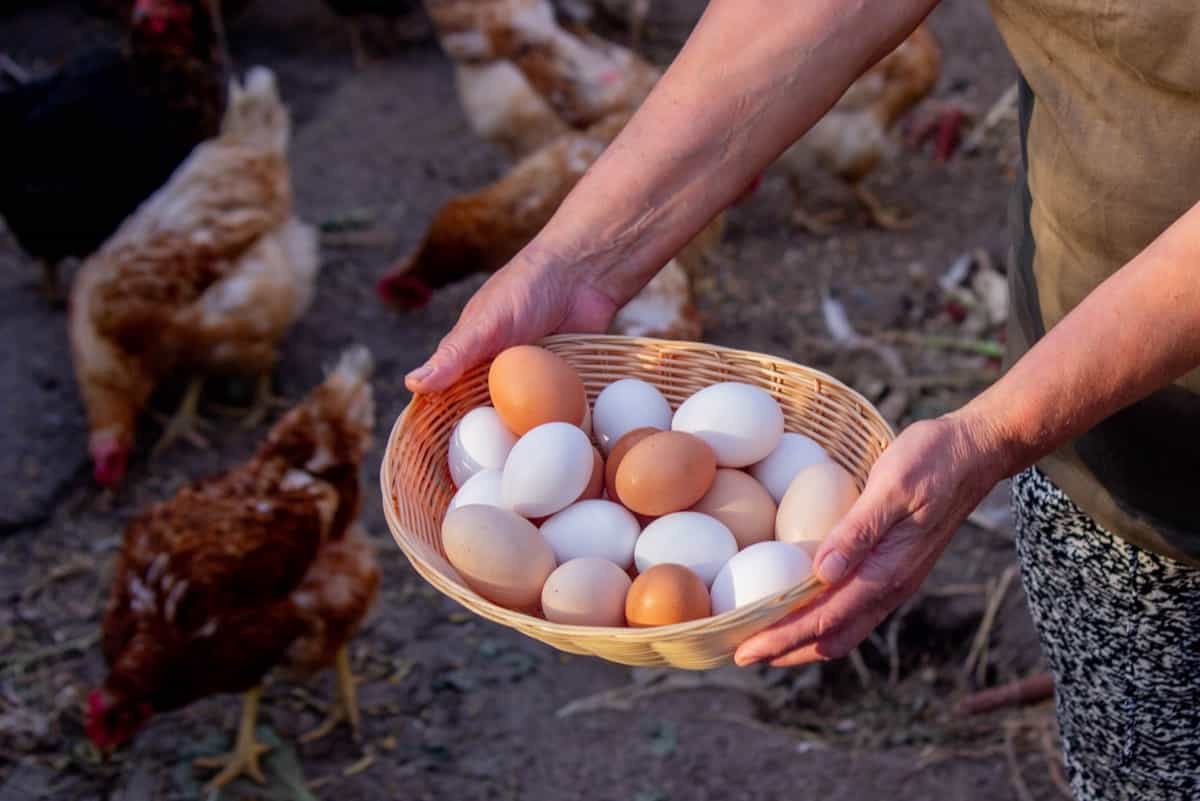 Collecting Chicken Eggs in a basket