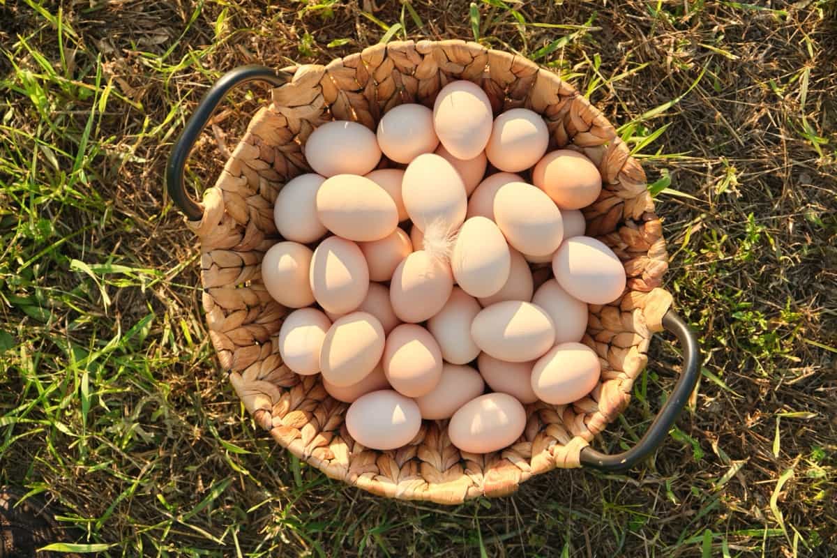 Farm fresh chicken eggs in basket