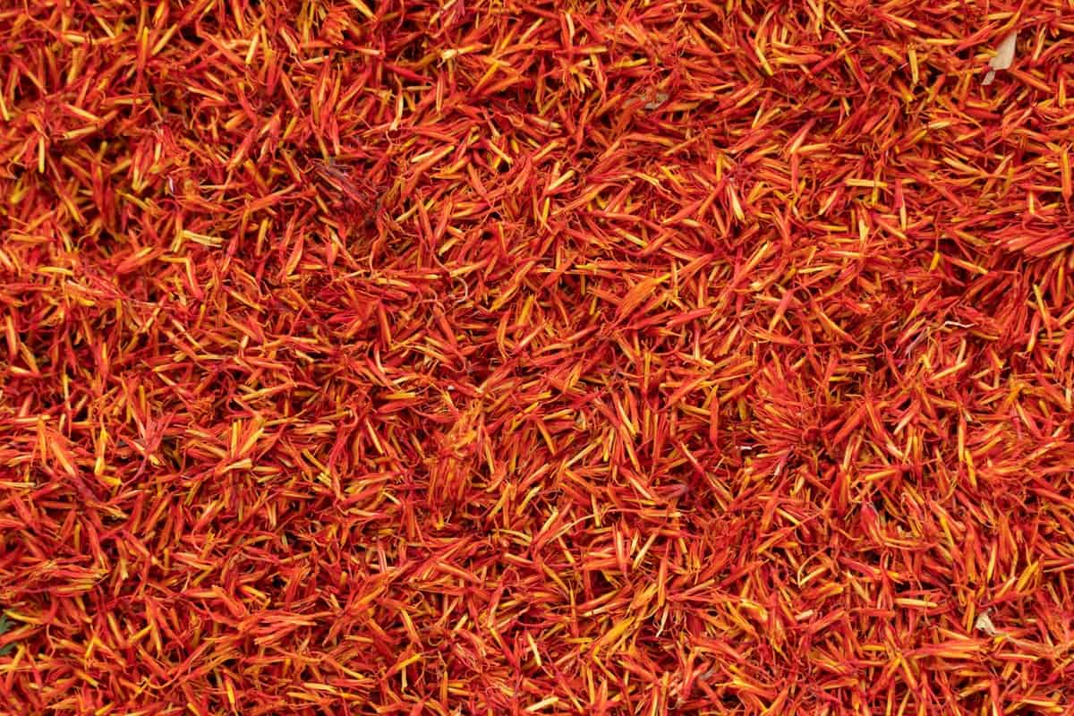 Saffron Harvest