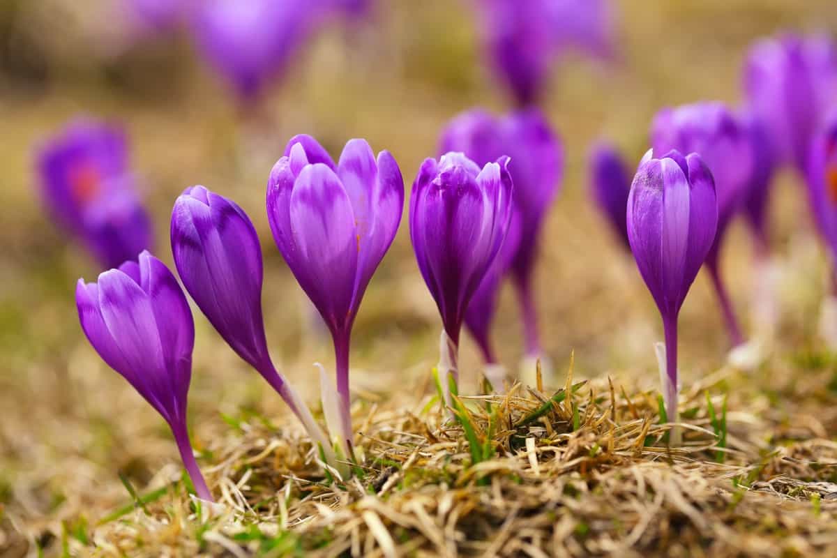 Saffron Flowering