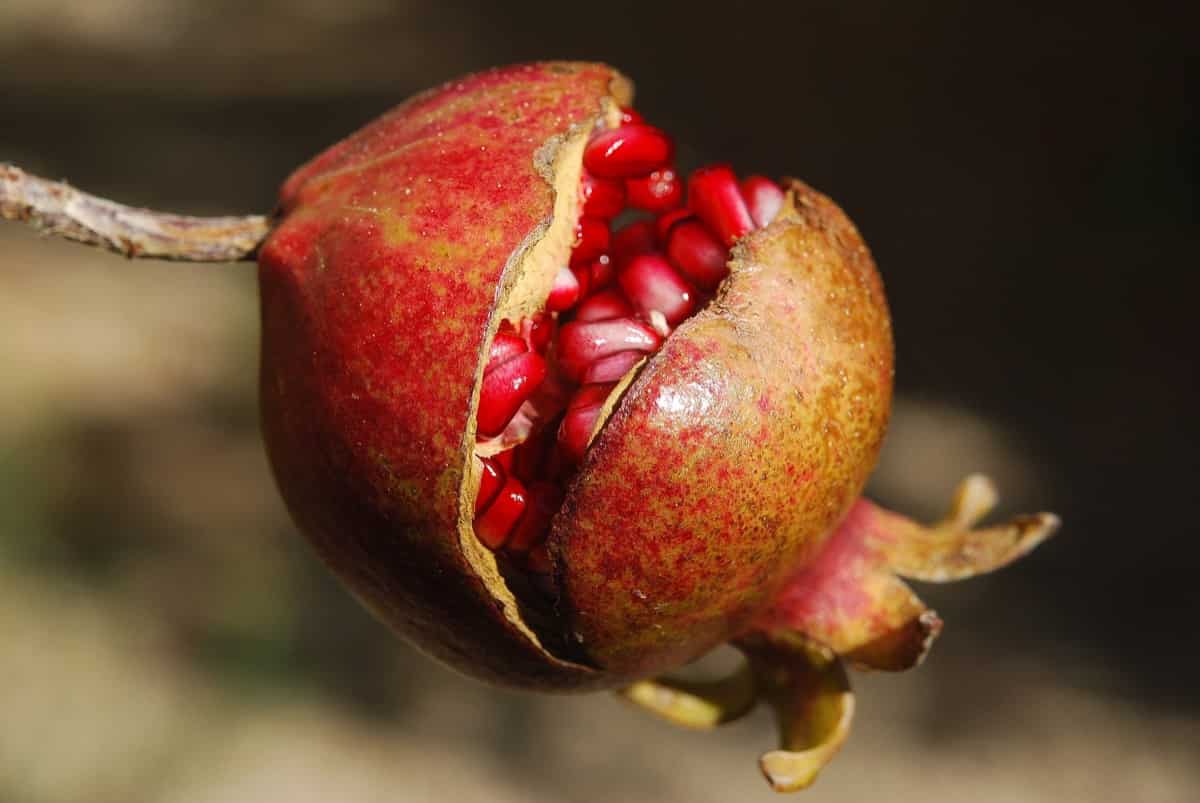 Fruit Borer in Pomegranate