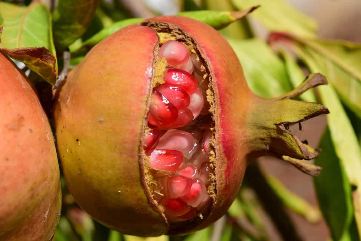 Fruit Borer in Pomegranate2