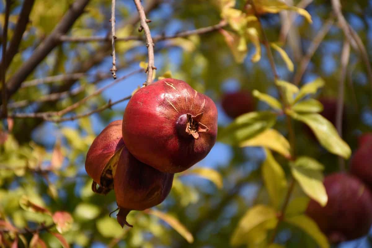 Pomegranate Fruit Disease