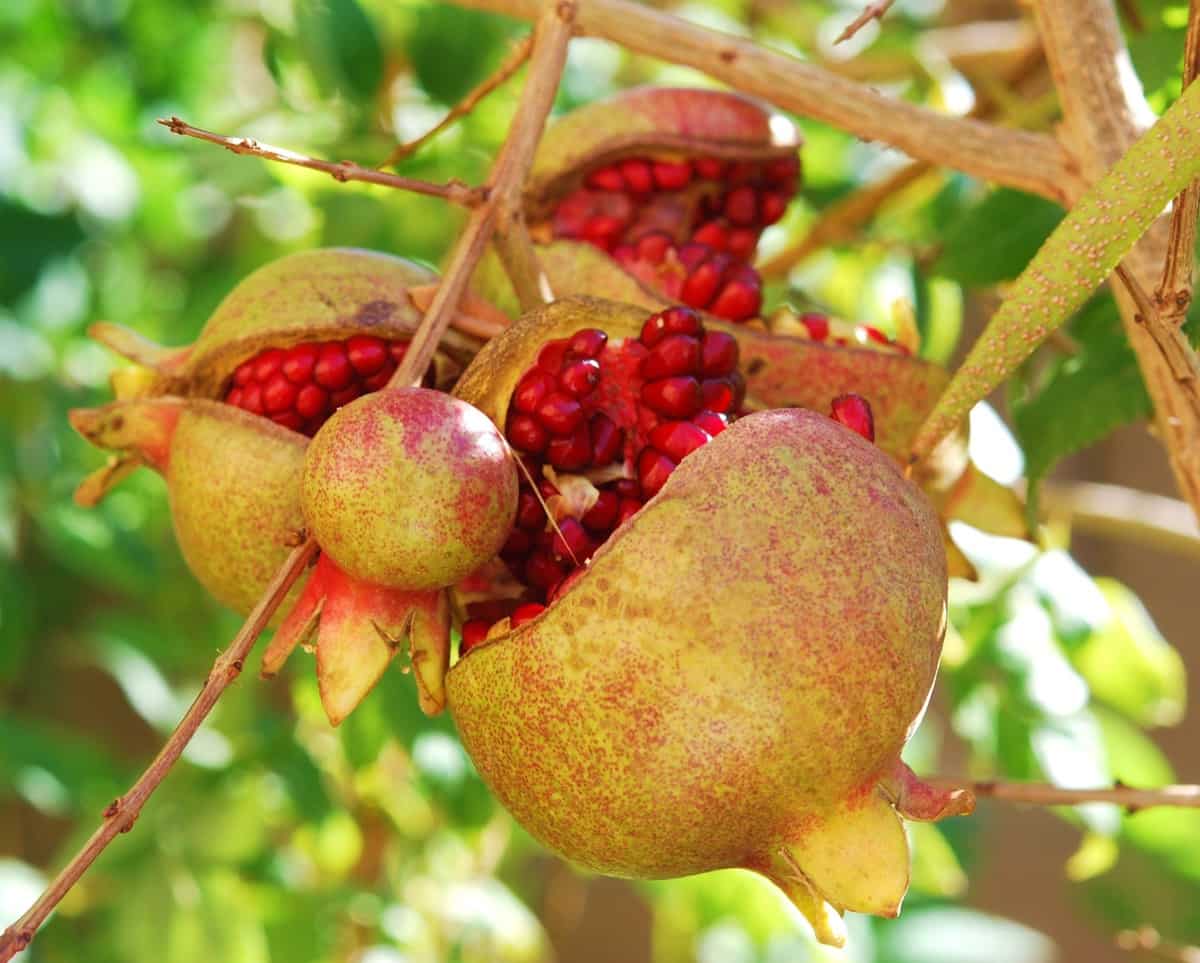 Pomegranate Fruit Pest