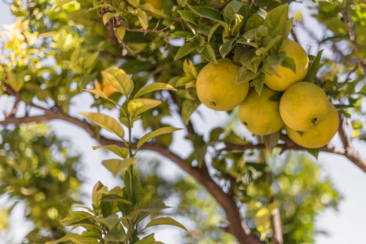 unripe bergamot oranges on a tree
