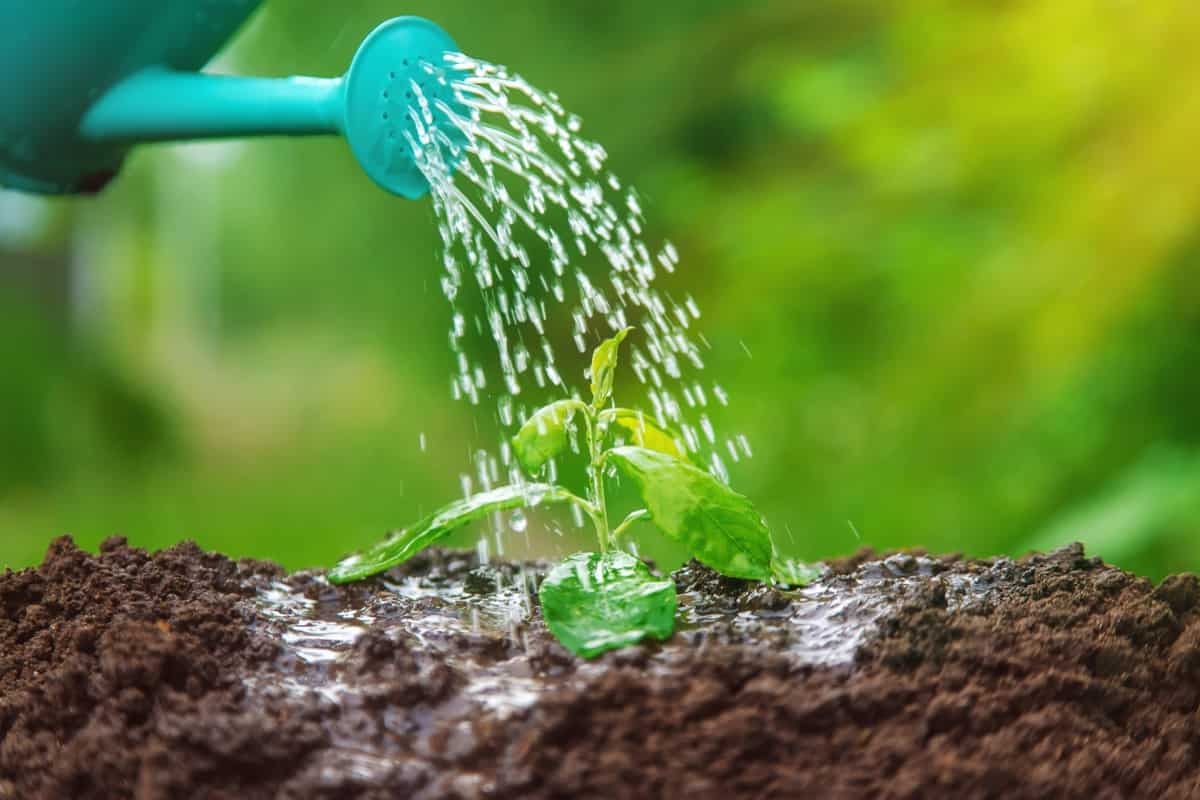 Gardening Mistakes To Avoid This Summer: Overwatering