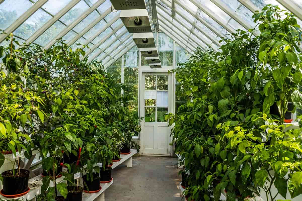 Glasshouse Farming Indoor Plan