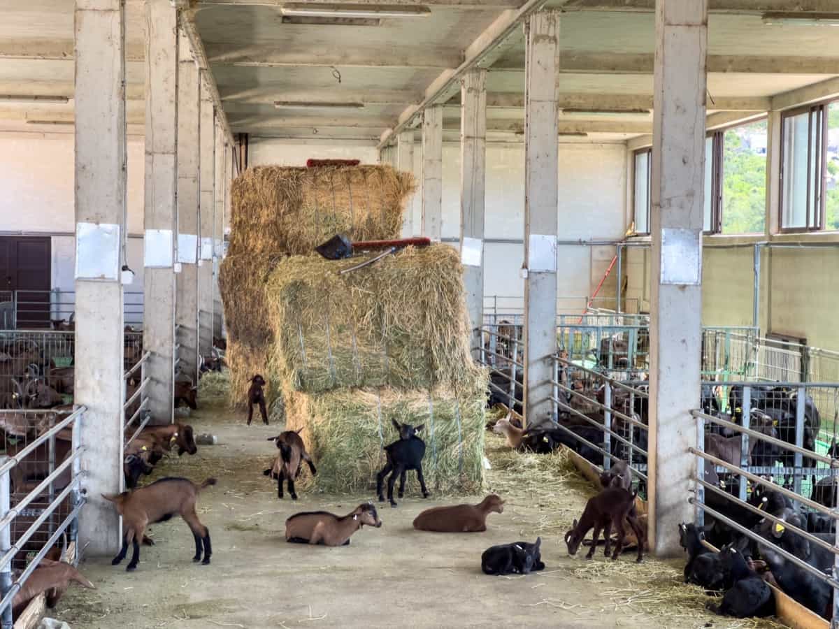 Goat Farming Technology