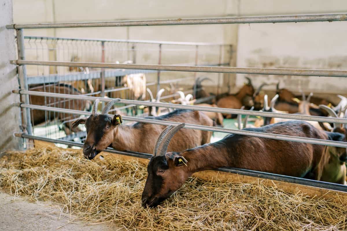 Good Feeding Setup in a Goat Farm