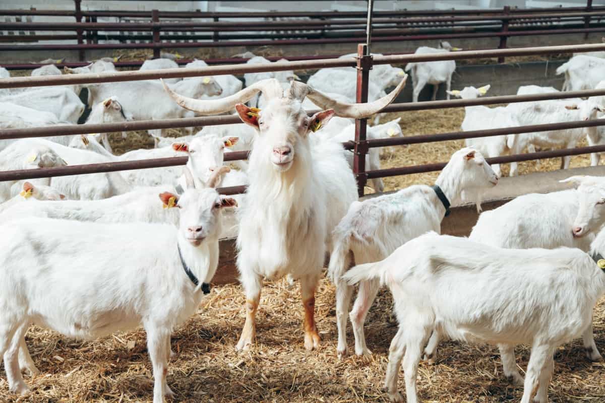 White Goats in the Farm