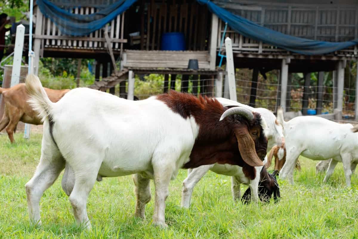 Goats Grazing Putside