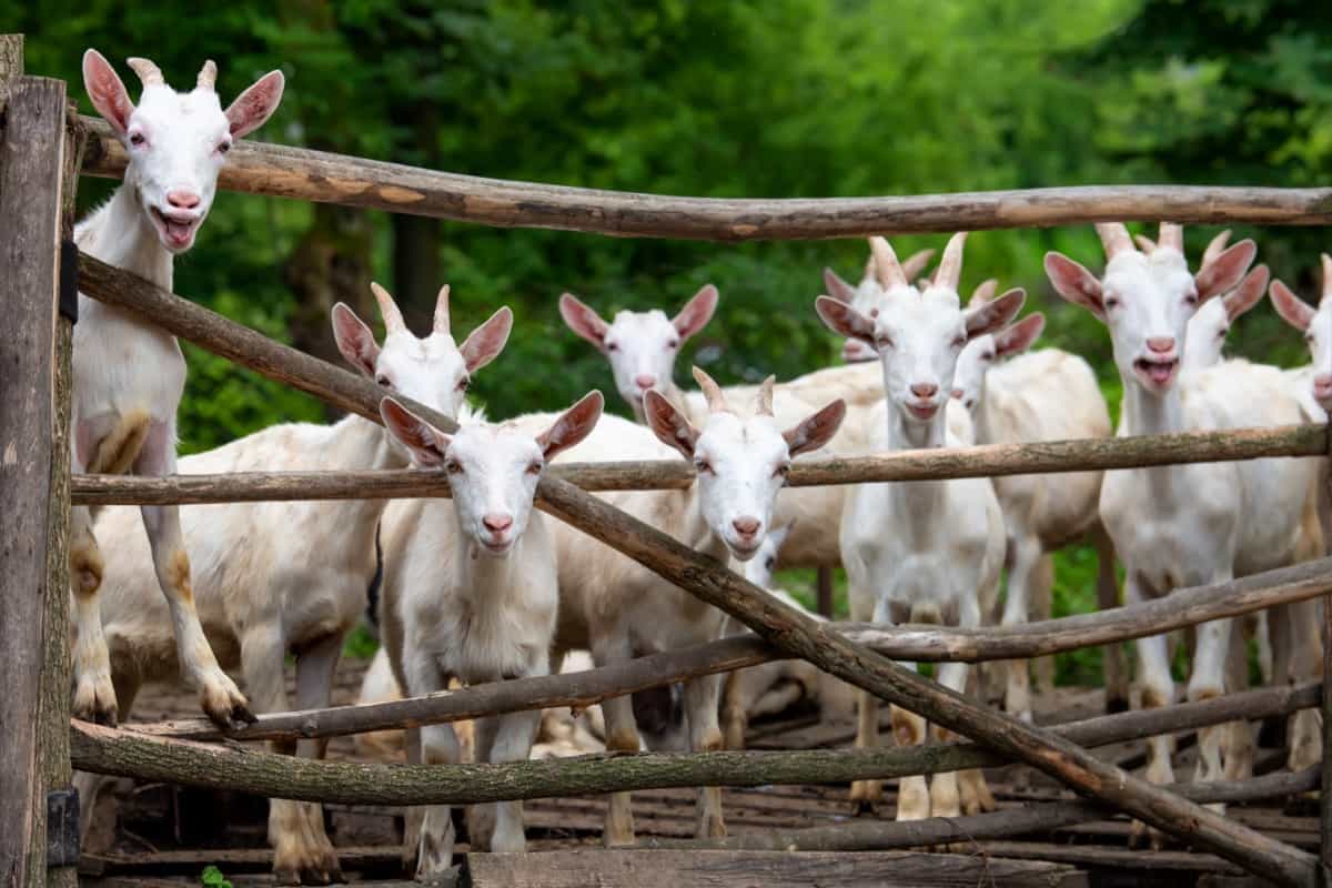 Wooden Fencing Setup in a Goat Farm