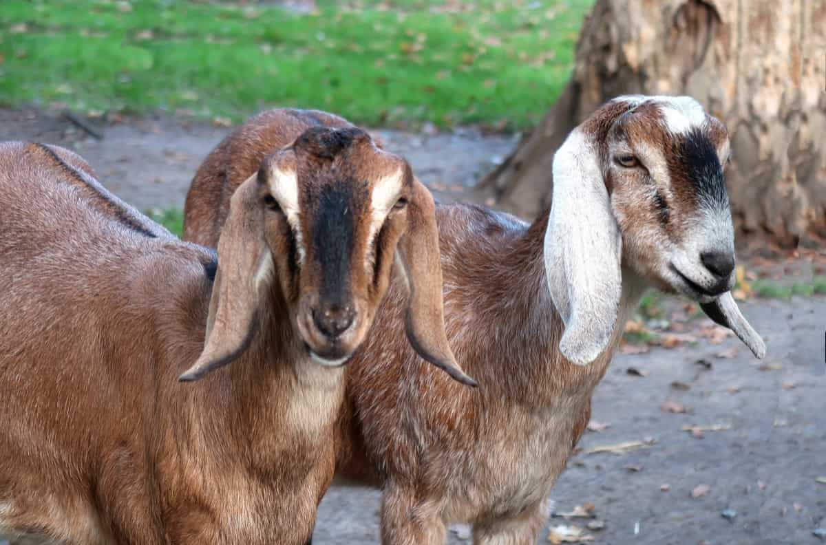 How to Start Goat Farming in Israel