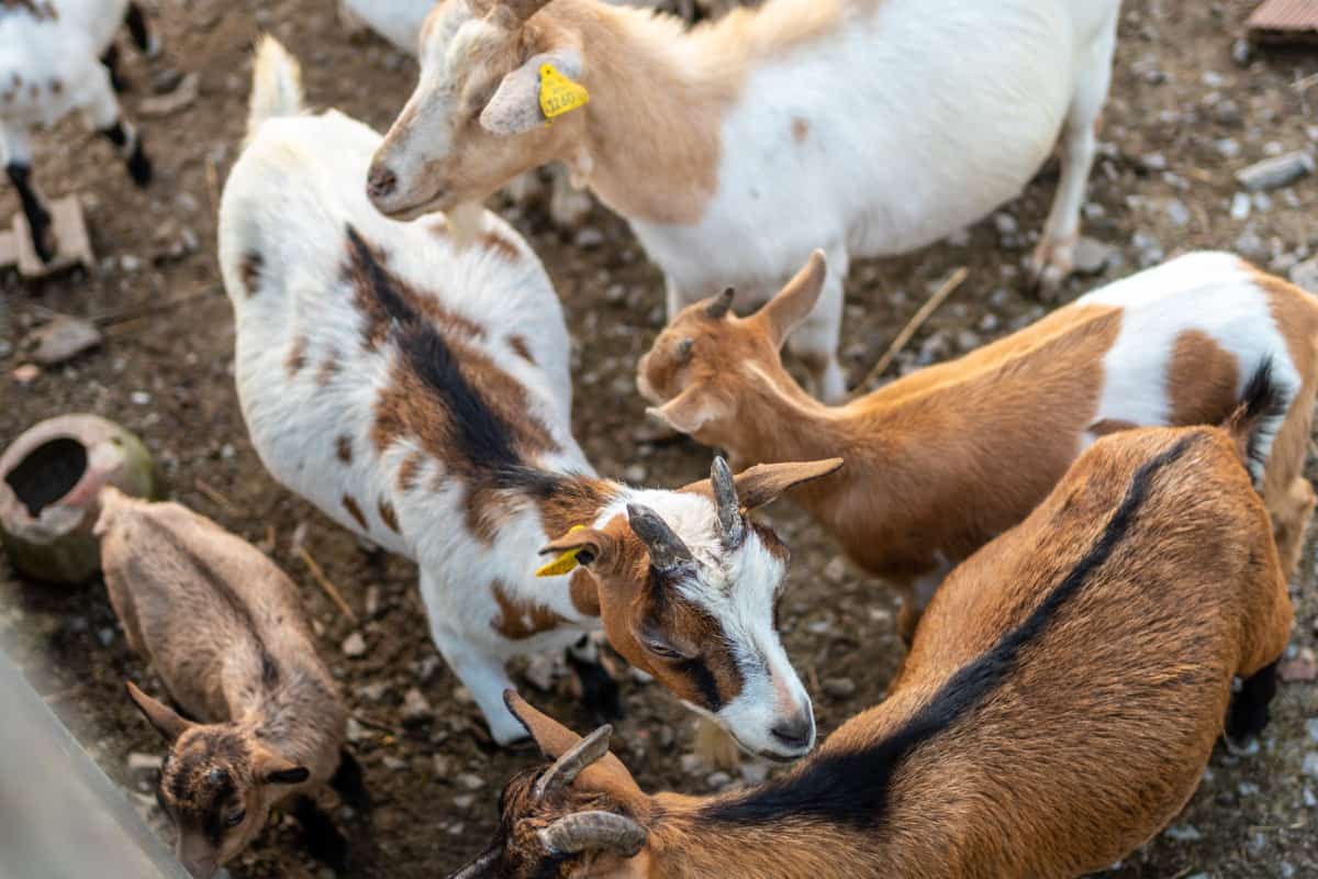Goat Farming in Rajasthan Step By Step Guide Business Plan Breeds Setup Cost Profit and Requirements4