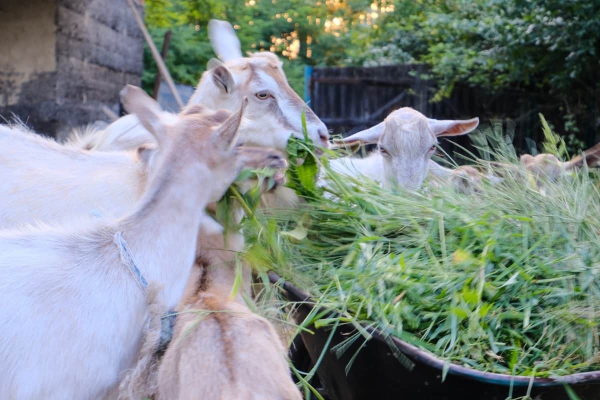 Goat Feeding