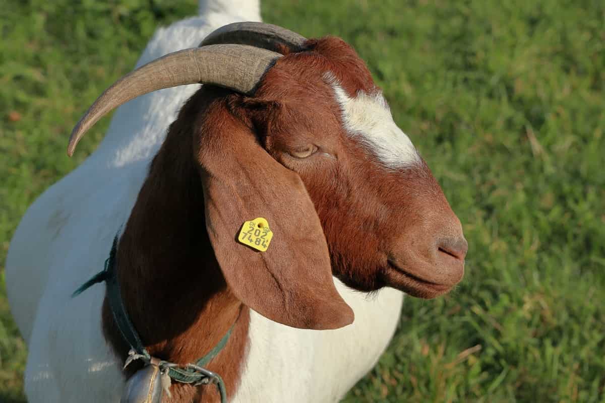 Goat with ID Tag