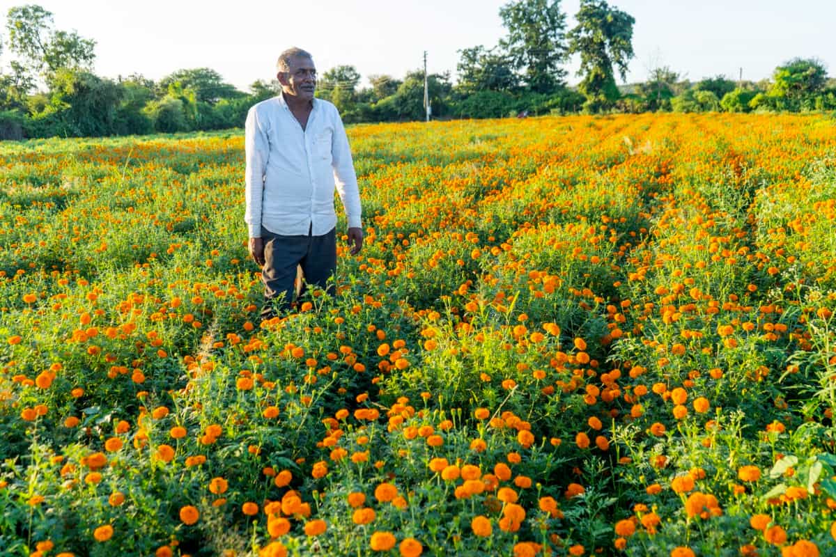 marigold flower field