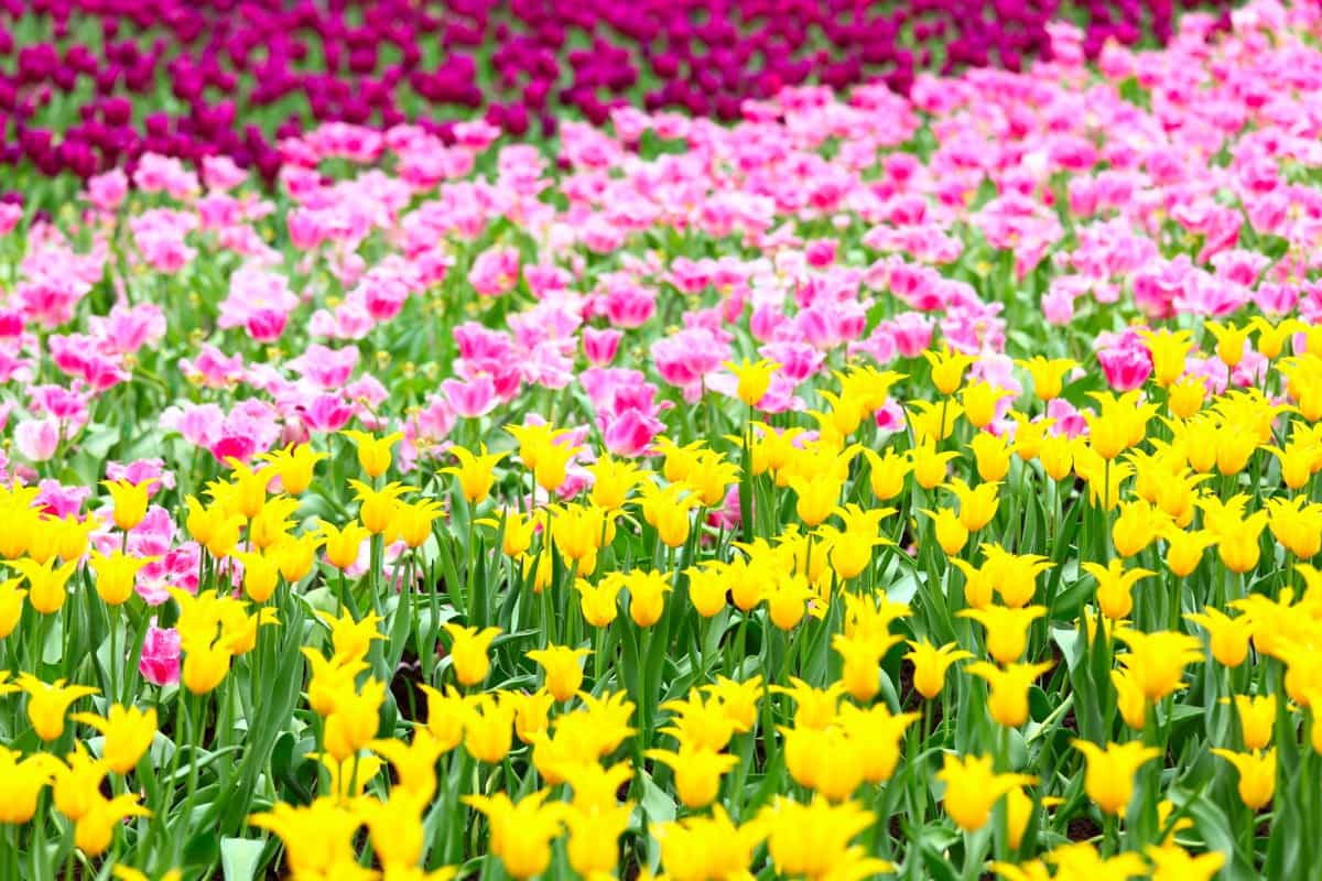 tulips flower field