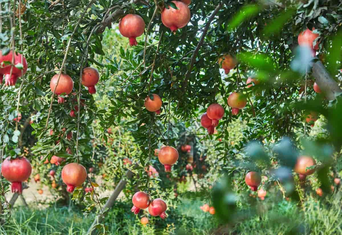 Plantation of Pomegranate