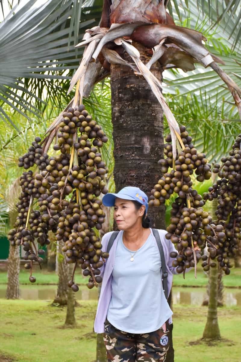 farmer working at Palm Oil field