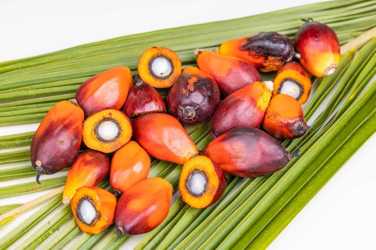 Group of freshly harvested oil palm fruits on palm leaf