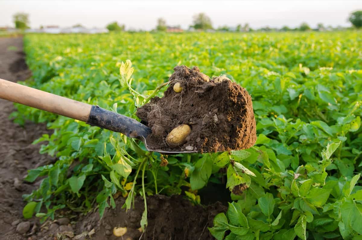 freshly picked potatoes in the field