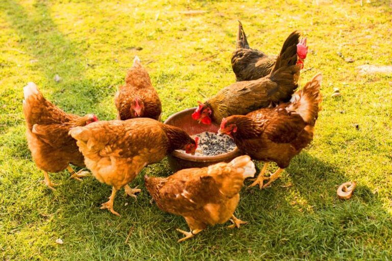 Why Gramapriya Chicken is the Ultimate Choice for Sustainable Farming